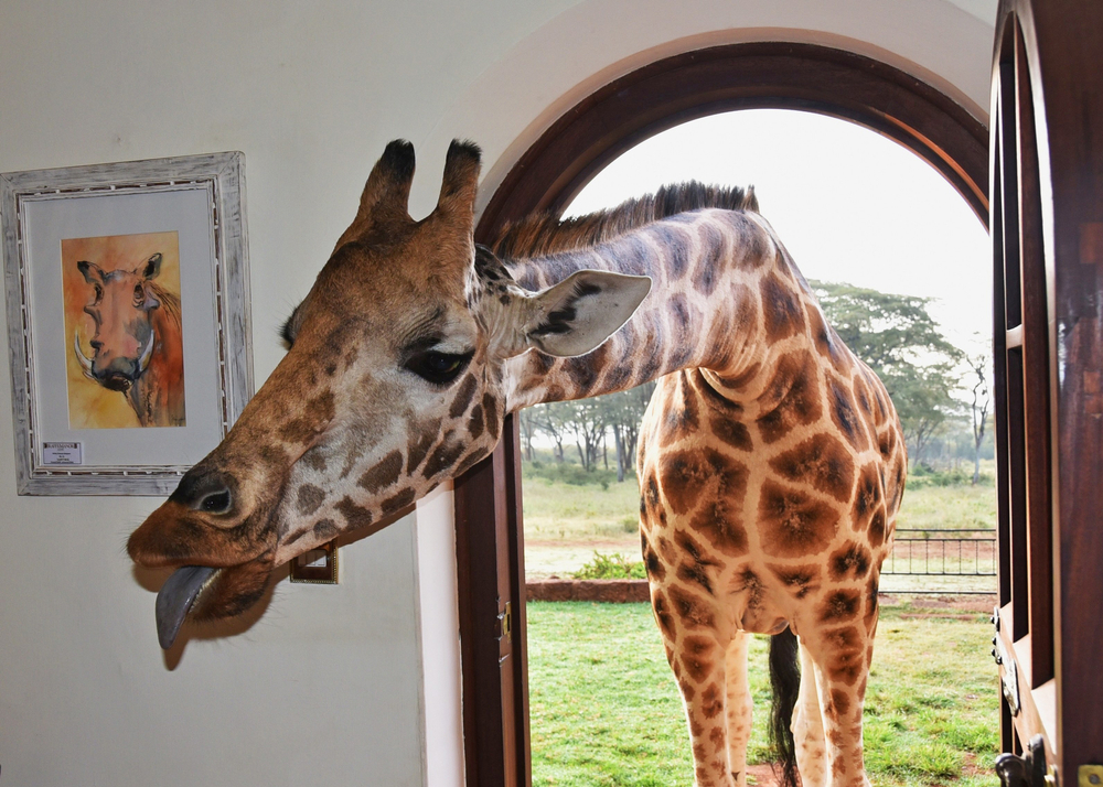 giraffe manor