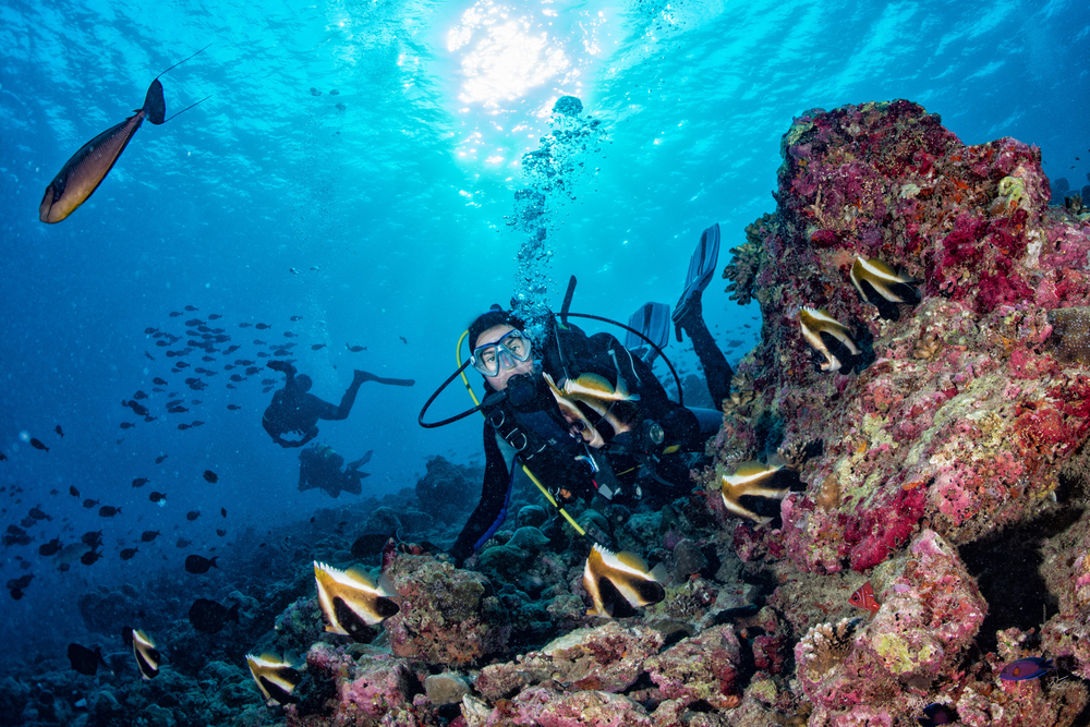 the manta resort , diving