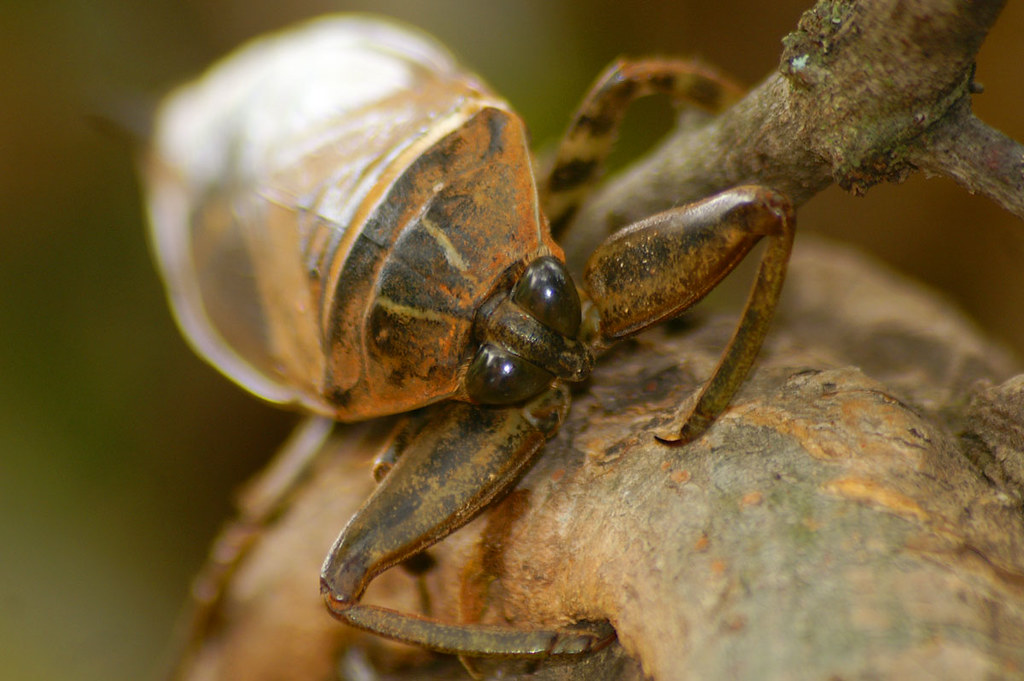 water scorpion