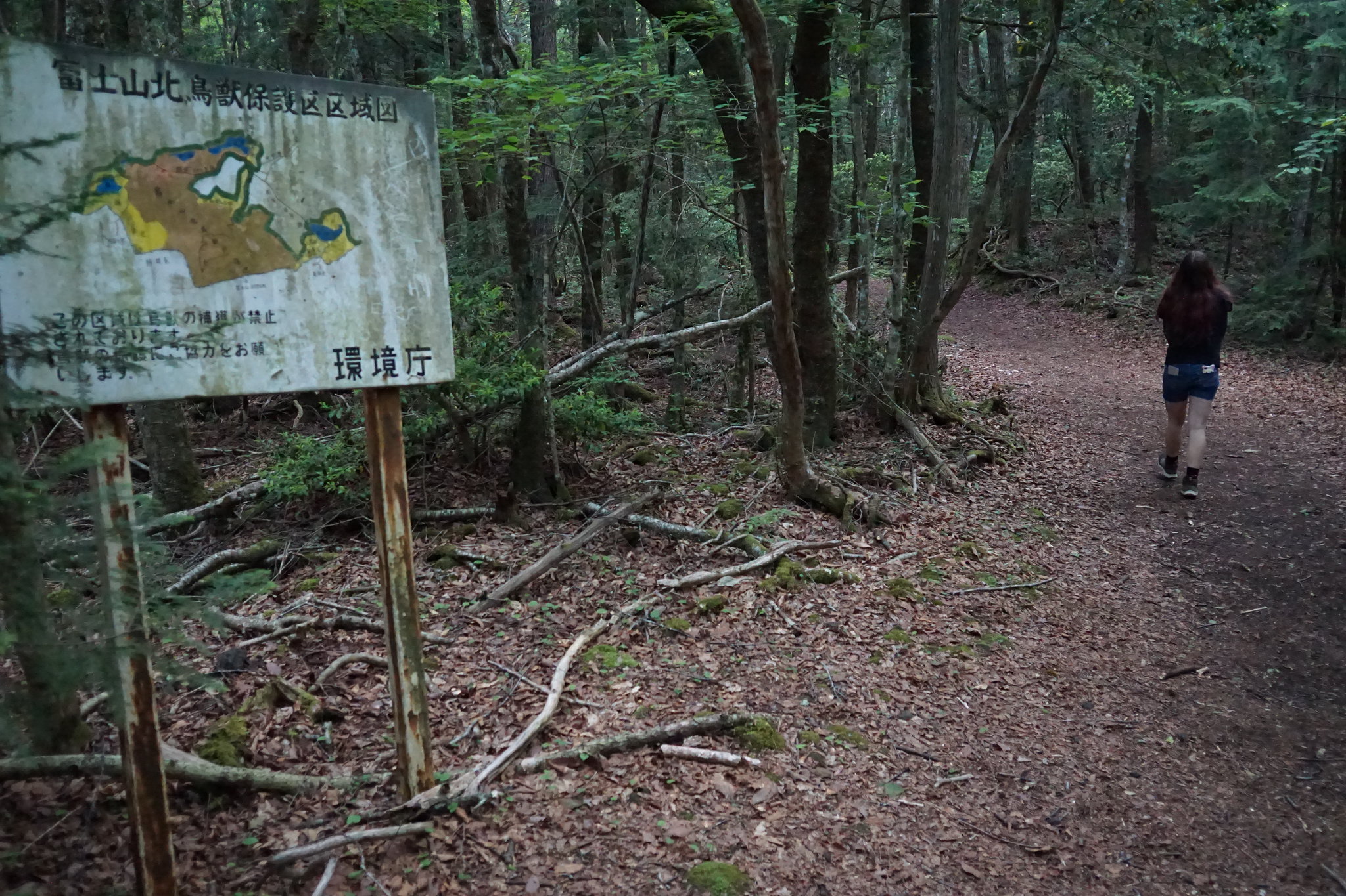 Aokigahara (suicide forest)