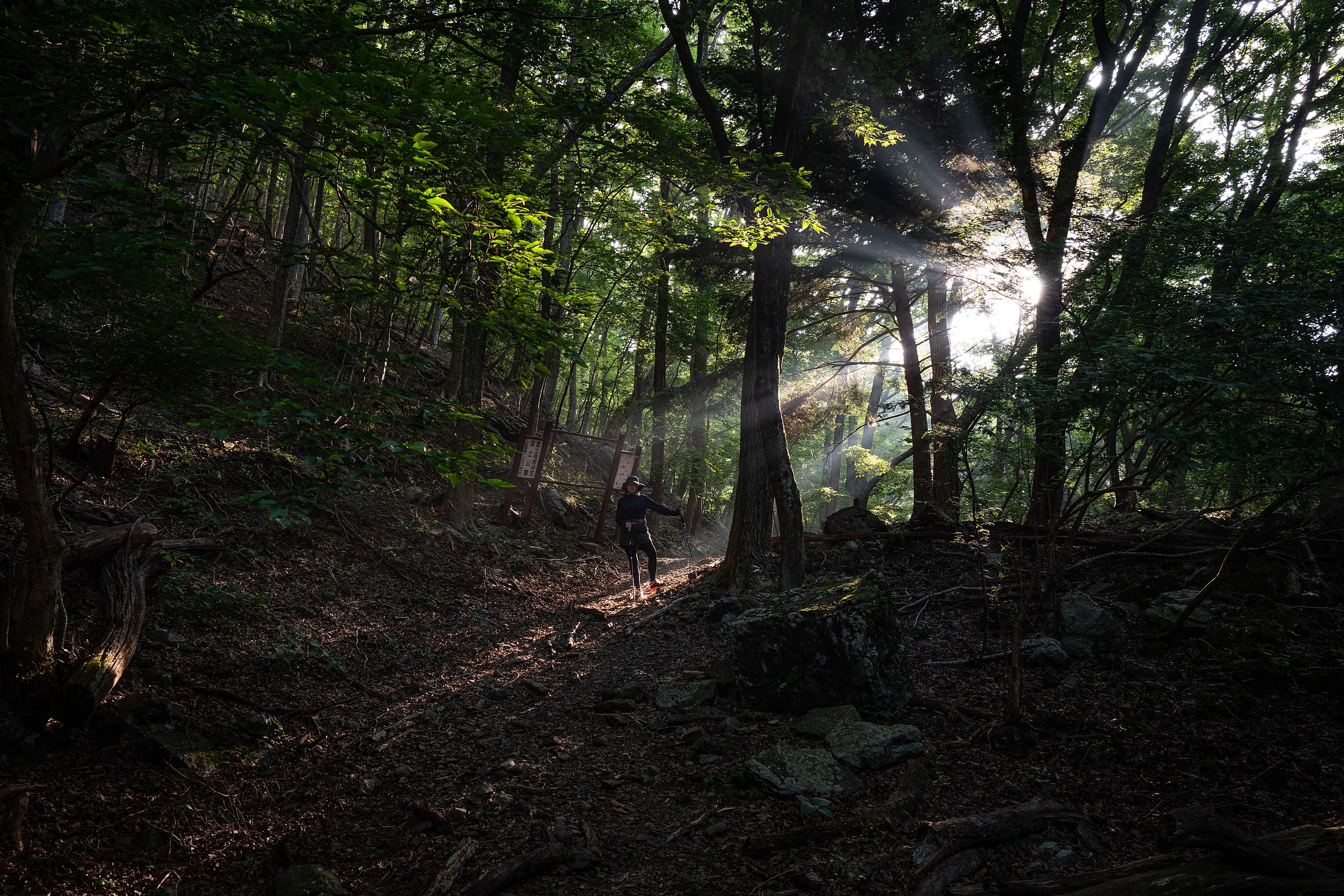 Aokigahara Forest in Japan