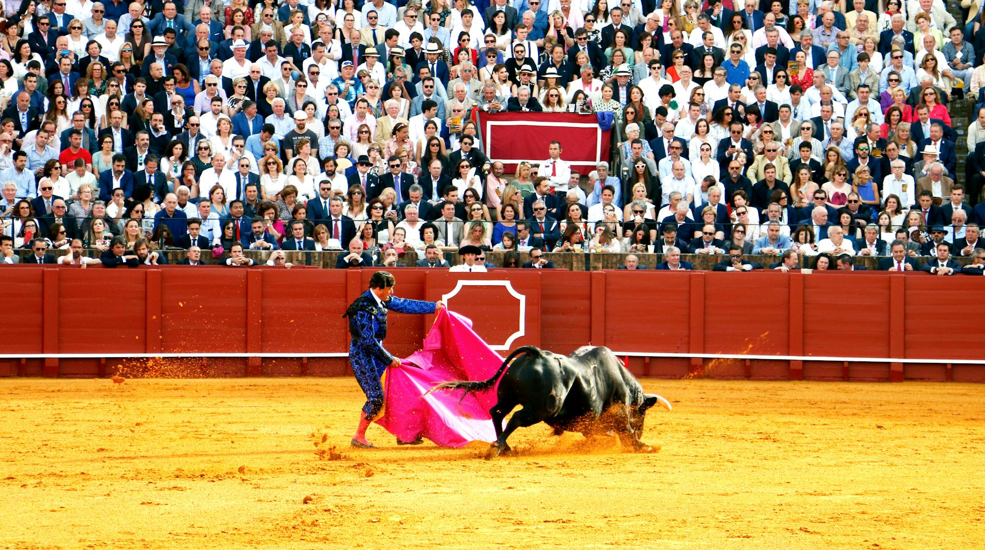 Bullfighter fighting bull on corrida.