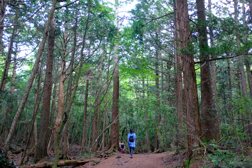Aokigahara forest
