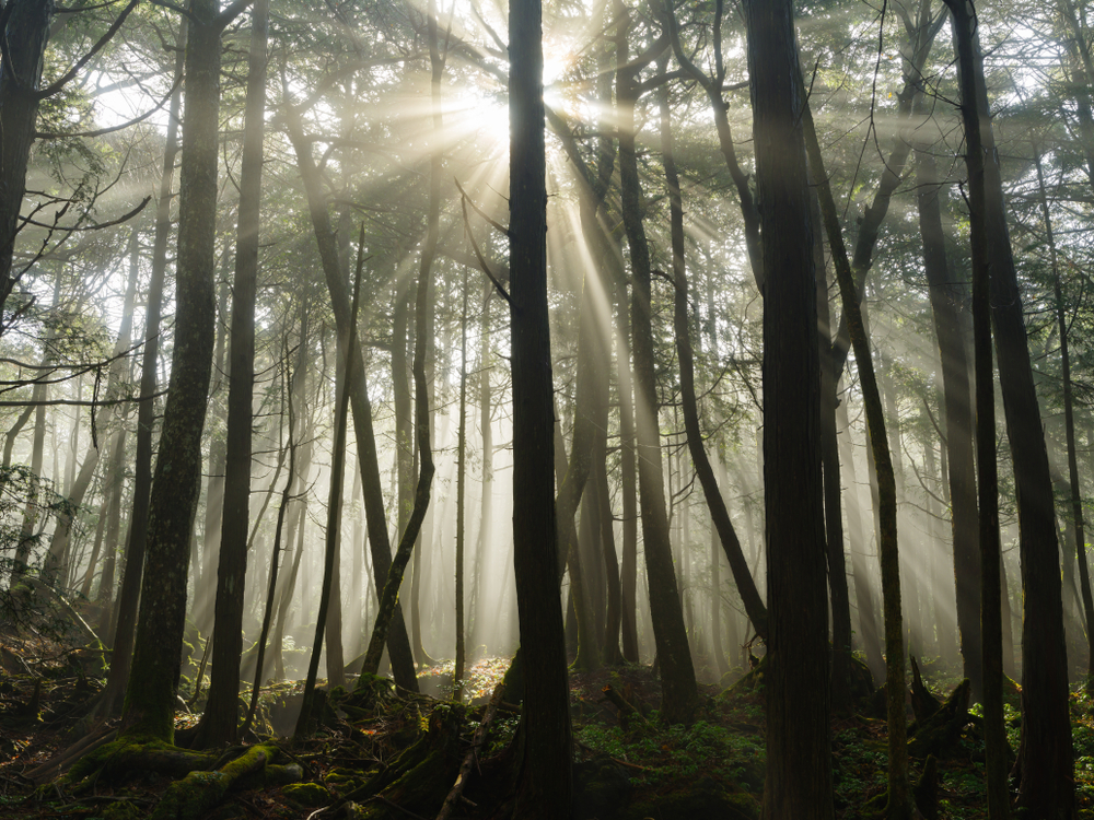 Aokigahara Forest in Japan