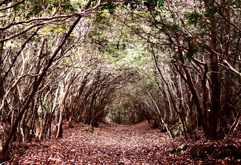 Tunnel trail at Aokigahara Forest in Japan