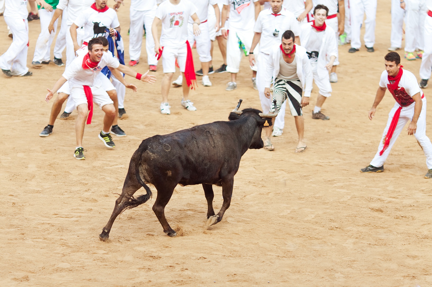 People having fun with young bulls at San Fermin festival - 2013