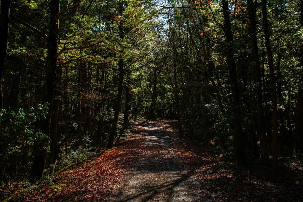 Aokigahara Forest