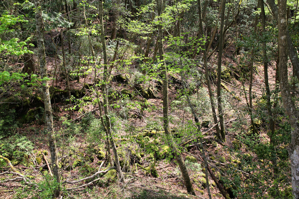Aokigahara Forest in Japan