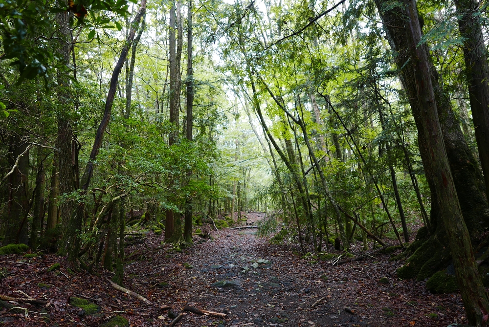 Aokigahara forest