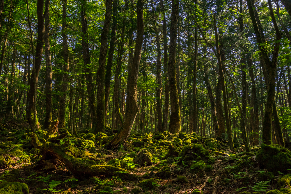 Aokigahara Forest. Mysterious forest in the Japanese Mount Fuji region