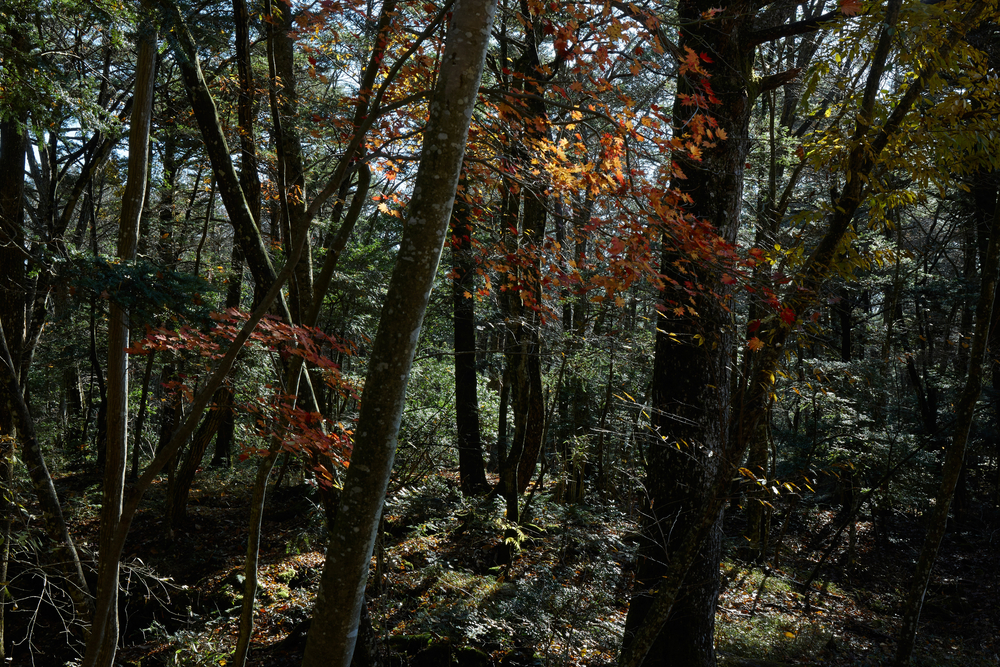 Aokigahara forest