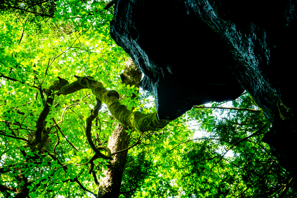 the aokigahara forest