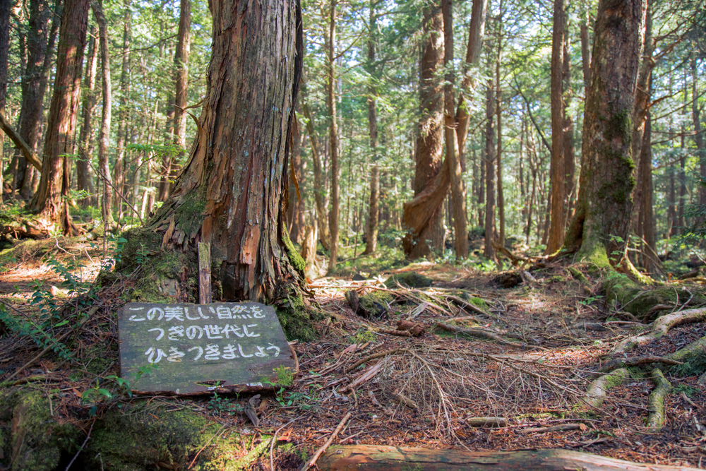 Mysterious forest of Aokigahara