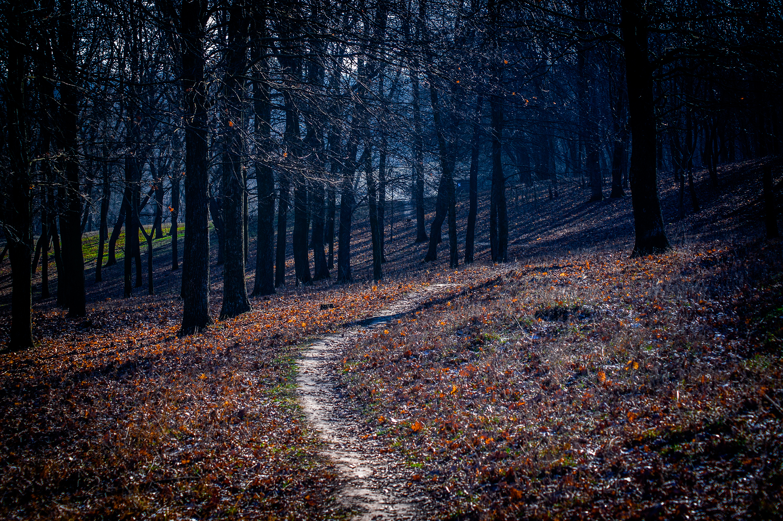 The forest of Aokigahara