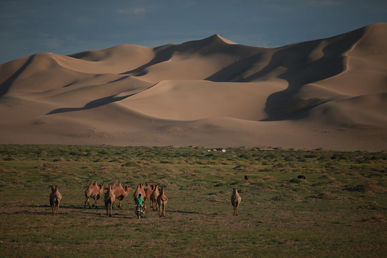 Camels walking on a field next to a person in green shirt riding a bike in the Gobi Desert Mongolia