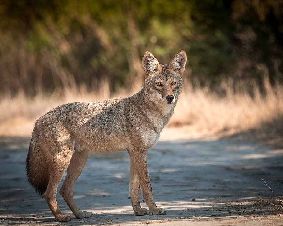 Close up Photo of Coyote seen at Sobrante Ridge Regional Preserve, Richmond, California
