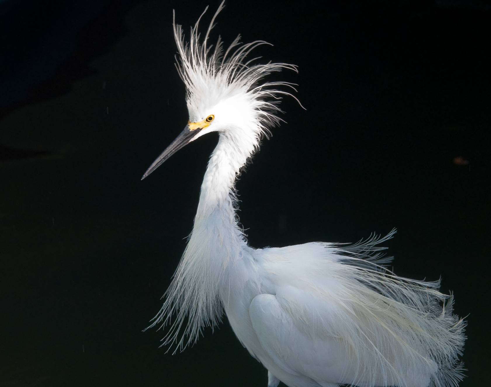Snowy Egret Plume