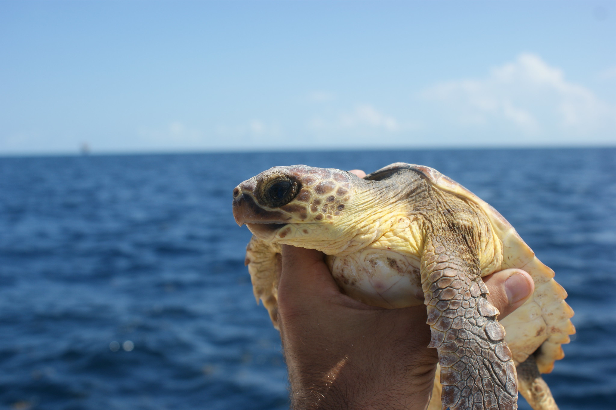 A juvenile loggerhead sea turtle.