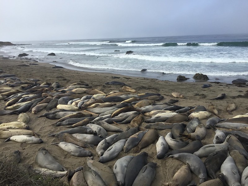 Elephant Seal Rookery spreads over 6 miles of shoreline around the central coast of California.