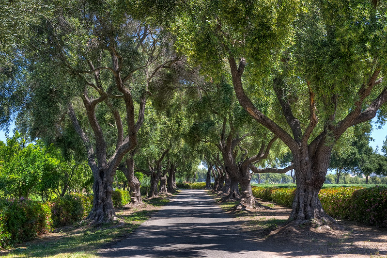 Olive Trees at Clairmont Farms, Los Olivos, CA