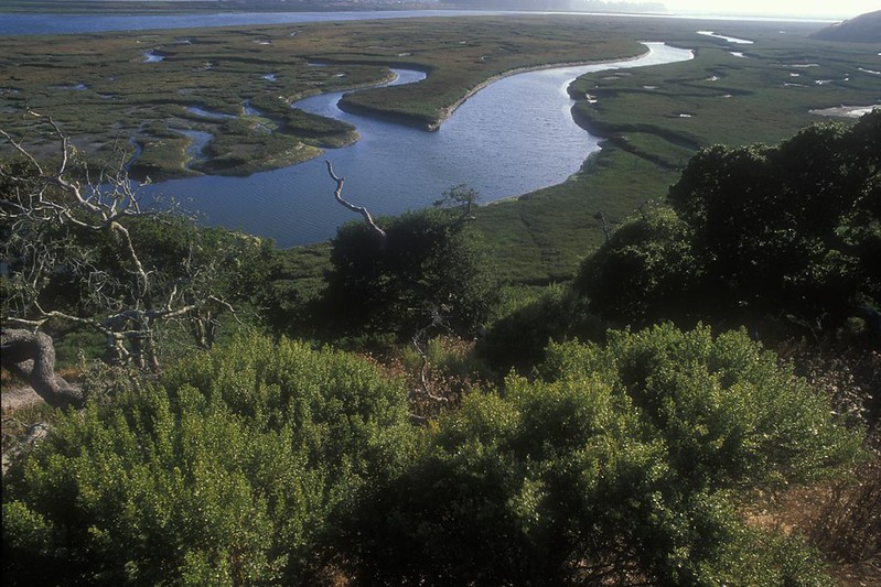 Elkhorn Slough Reserve a narrow meandering inlet located off Monterey Bay on California