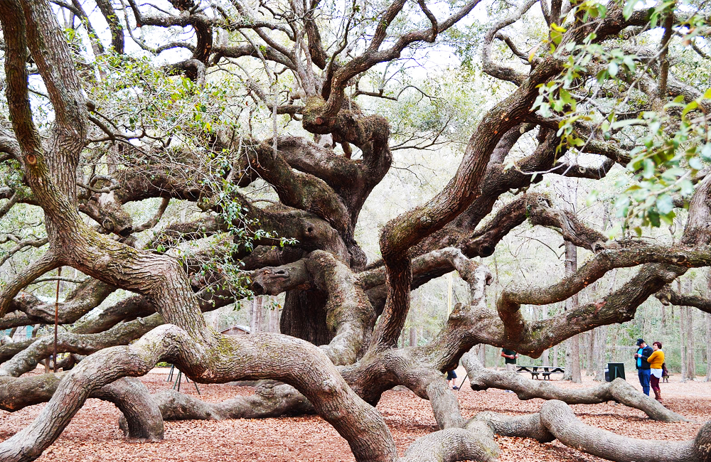 Angeloak
