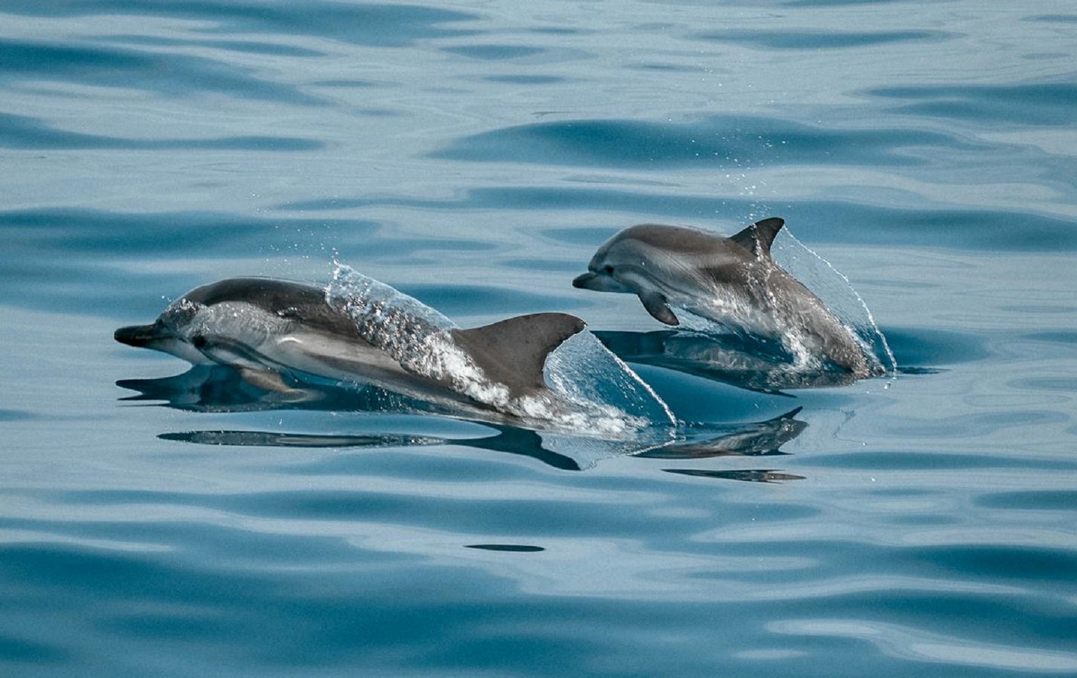 Dolphins Jumping Out from Ocean