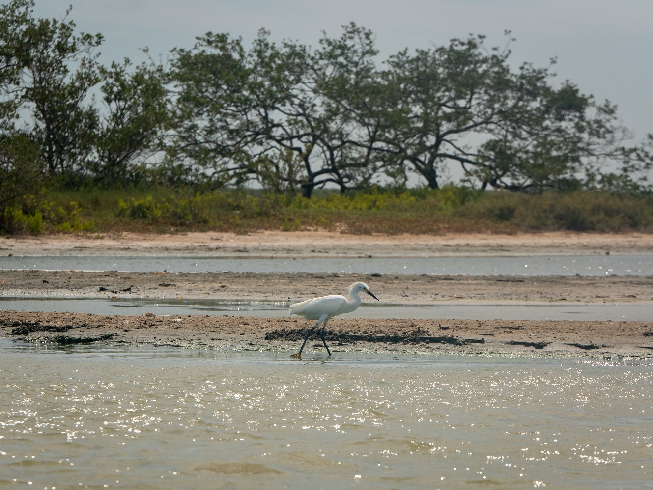 Bird walking in the water.