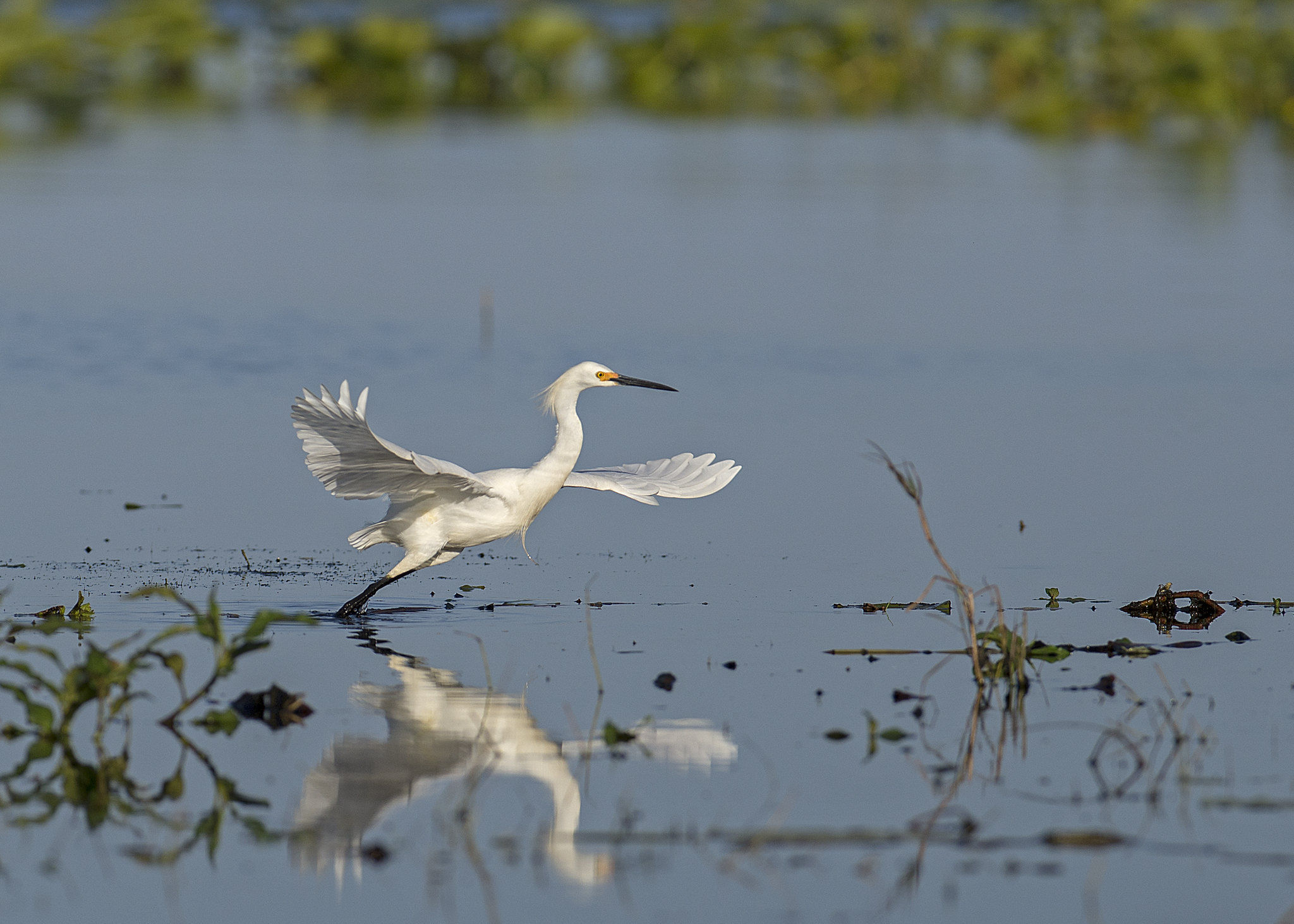 The Great Florida Birding and Wildlife Trail