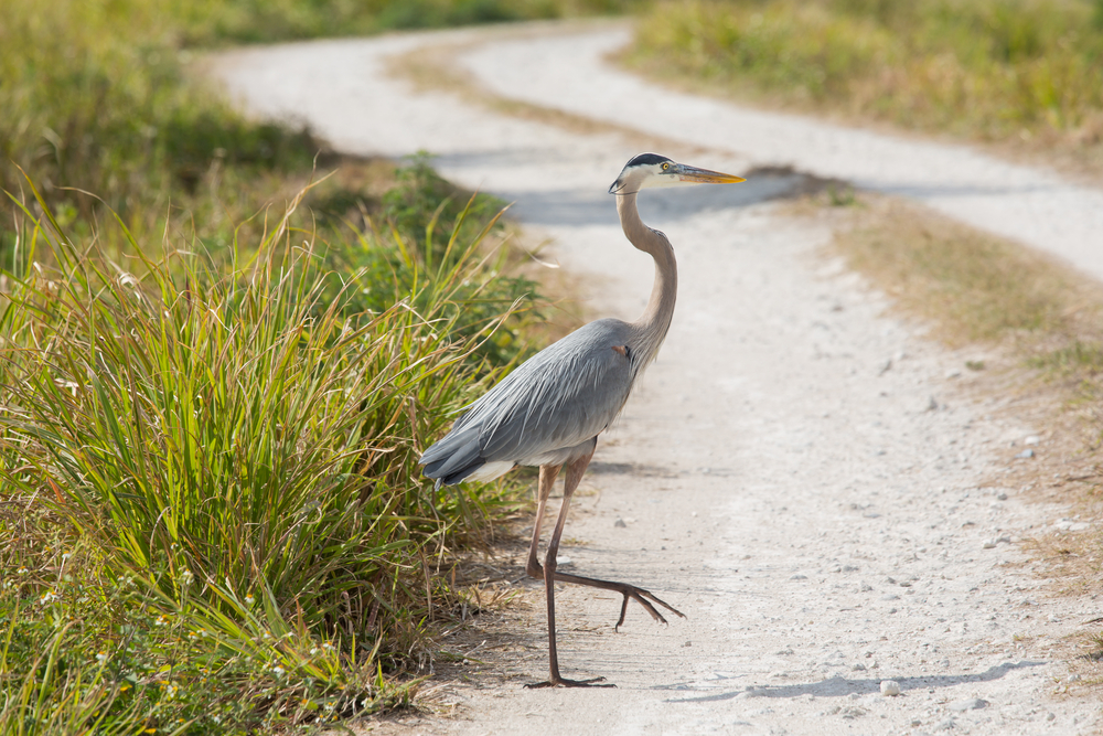 The Great Florida Birding and Wildlife Trail