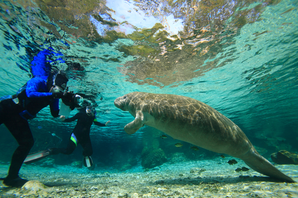 Manatees , Crystal River , Florida, Hot Springs