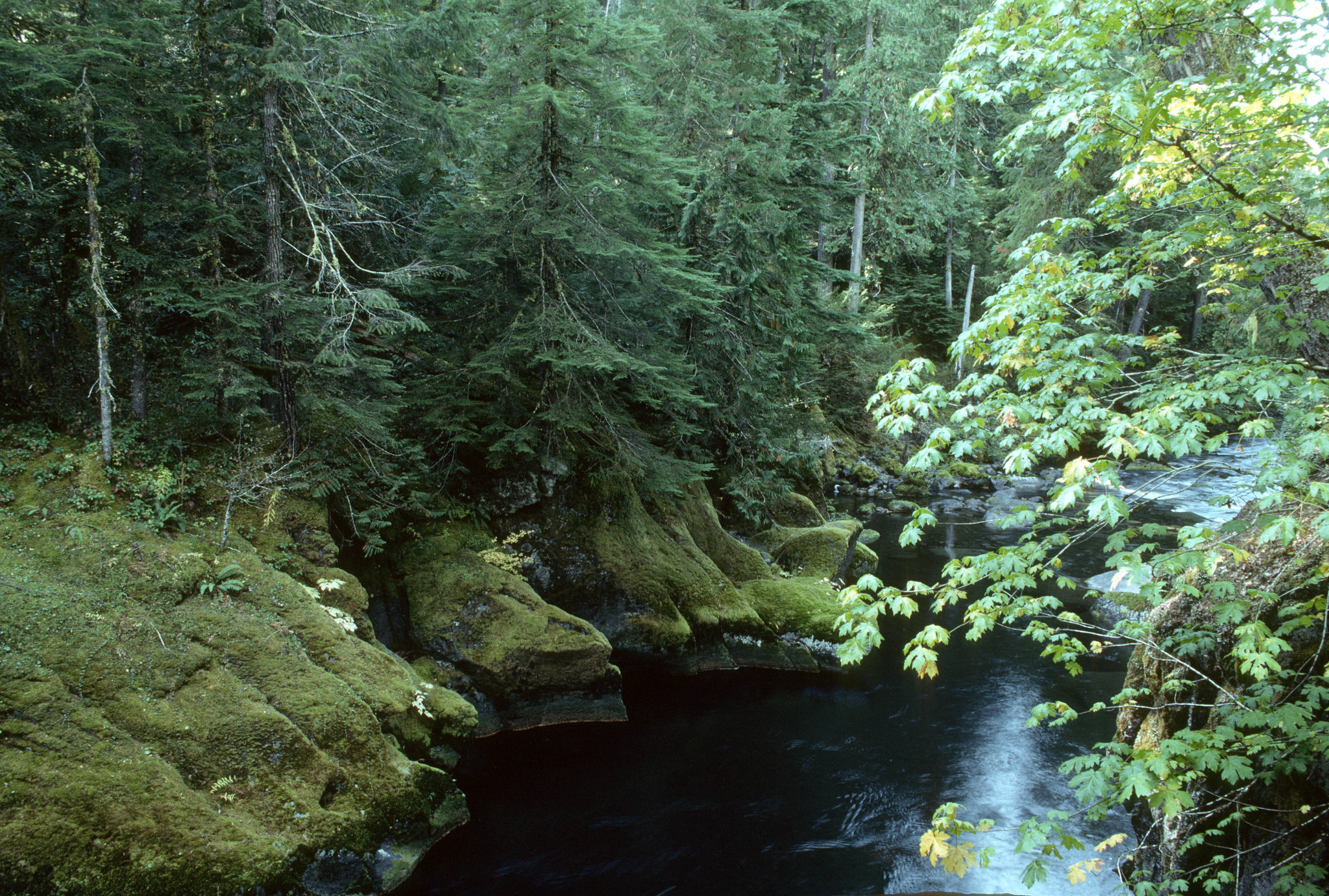 Willamette National Forest
