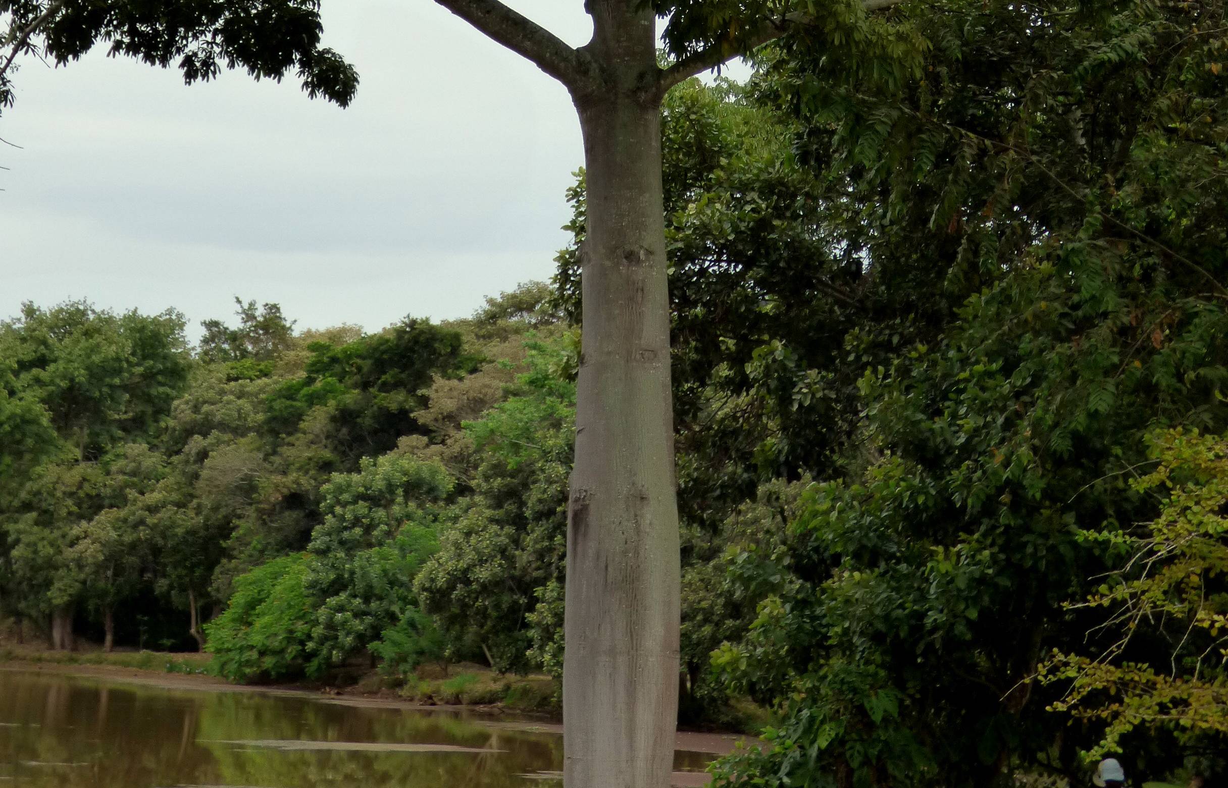 Yaguas National Park