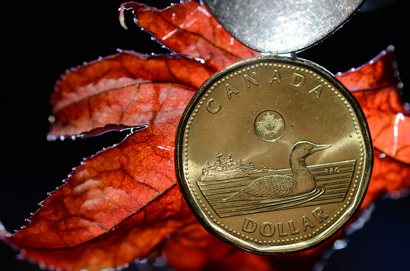 Close-up Photo of Canadian one dollar coin called Loonie placed on a red leaf