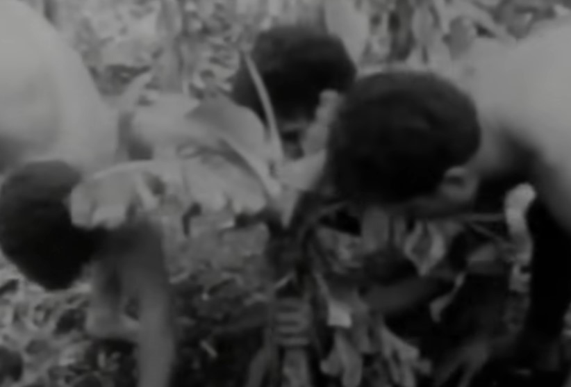 Six Tongan castaways