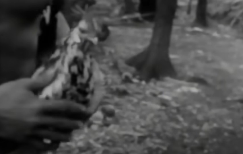 Six Tongan castaways