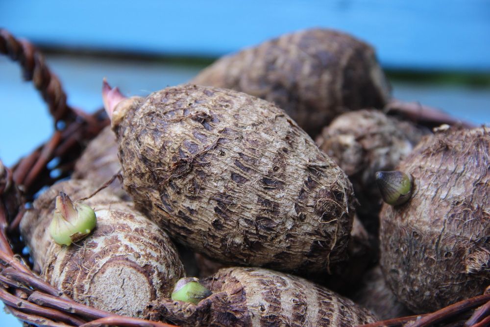 Taro root