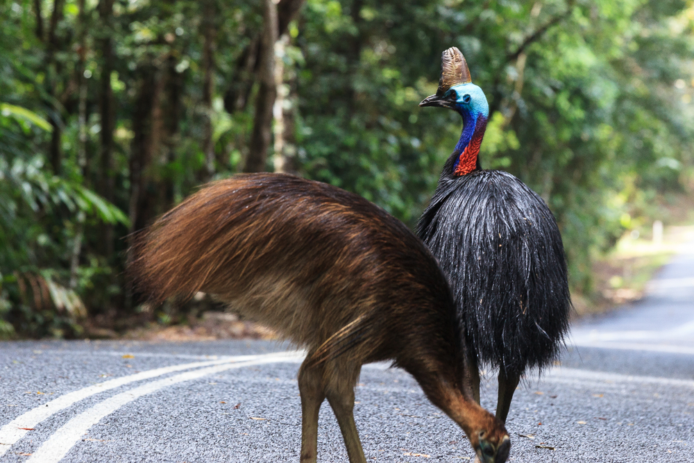 Wild Cassowary near Cape Tribulation