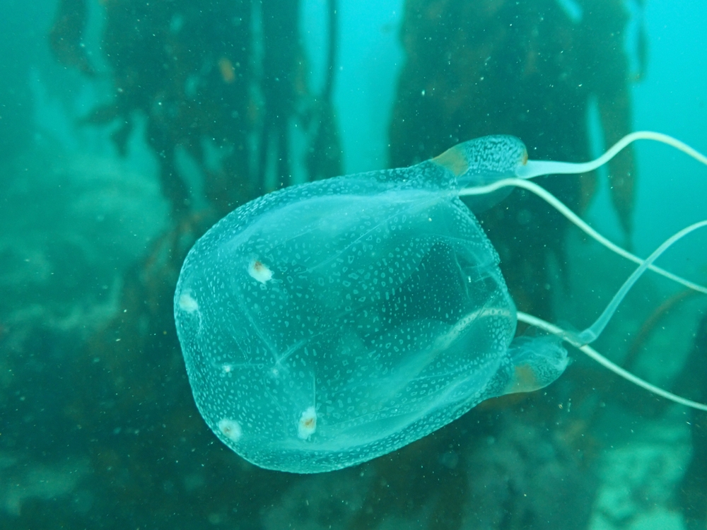 A box jellyfish