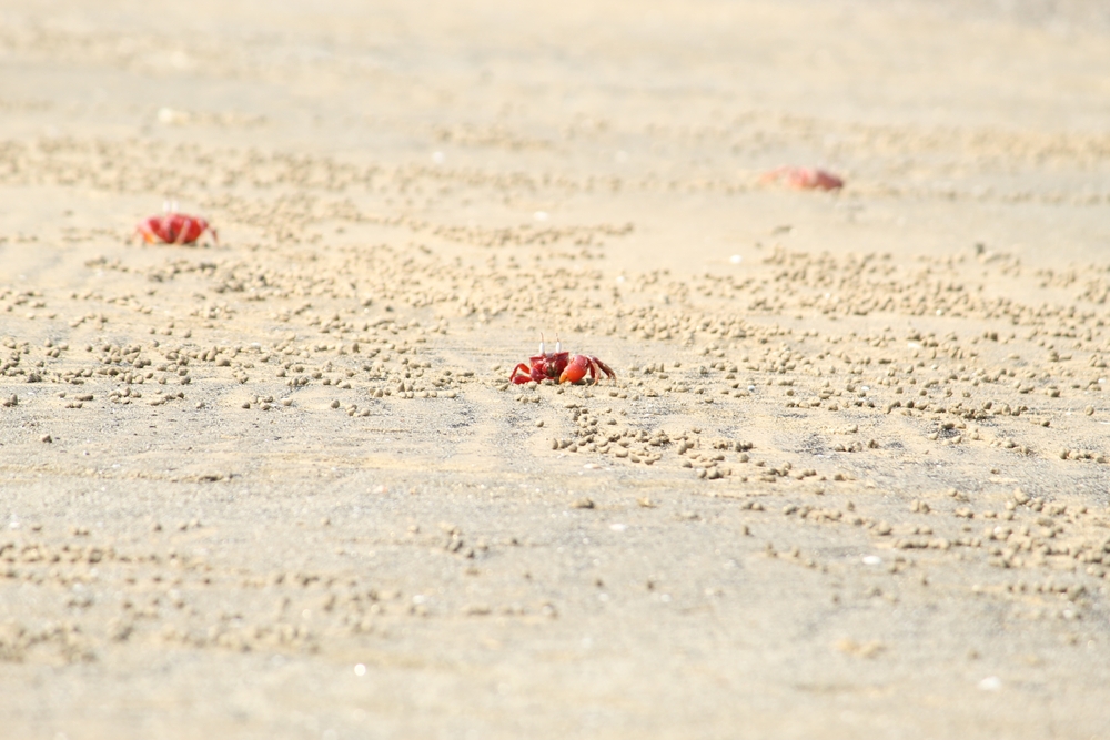Christmasislandcrabs