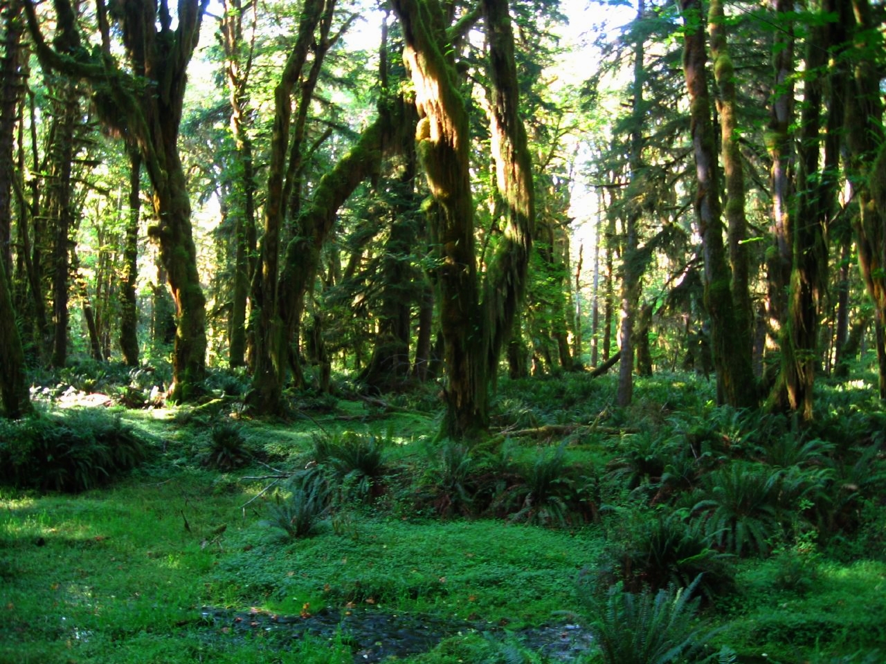 Quinault Rain Forest, Olympic National Park, Washington
