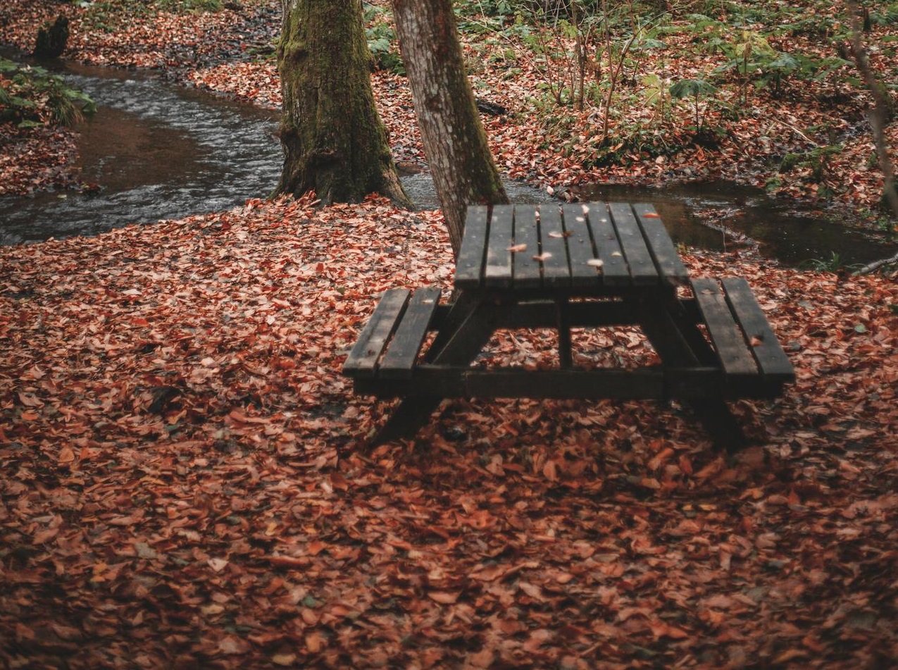 Picnic Table near Trees