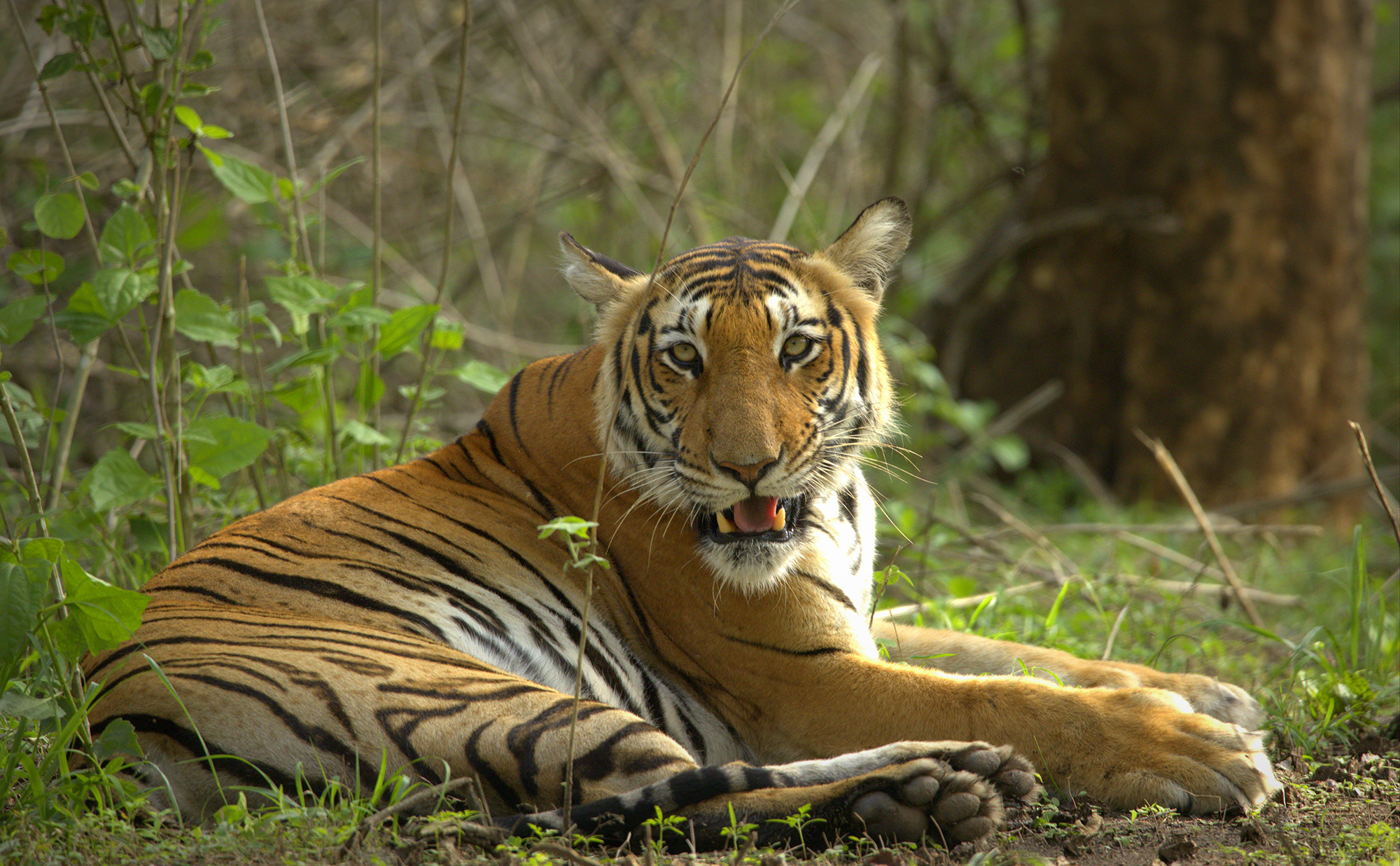 Bandipur tiger