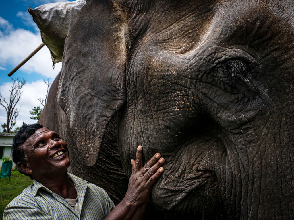 Indian man and an elephant