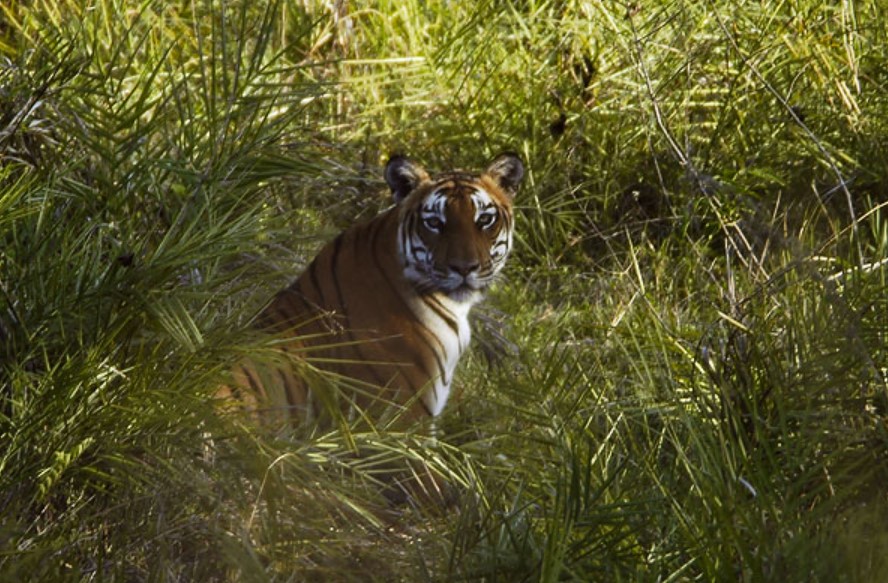Bandipur National Park