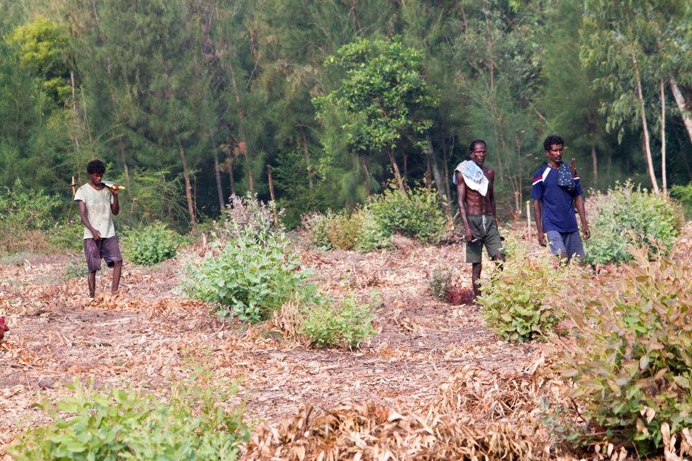 People in India farming