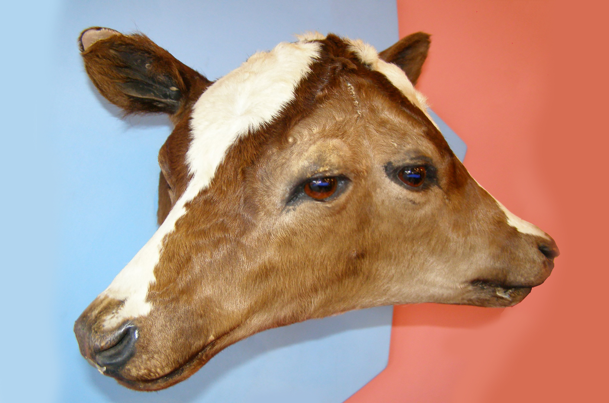 Closeup of a two headed or two faced brown calf, cow