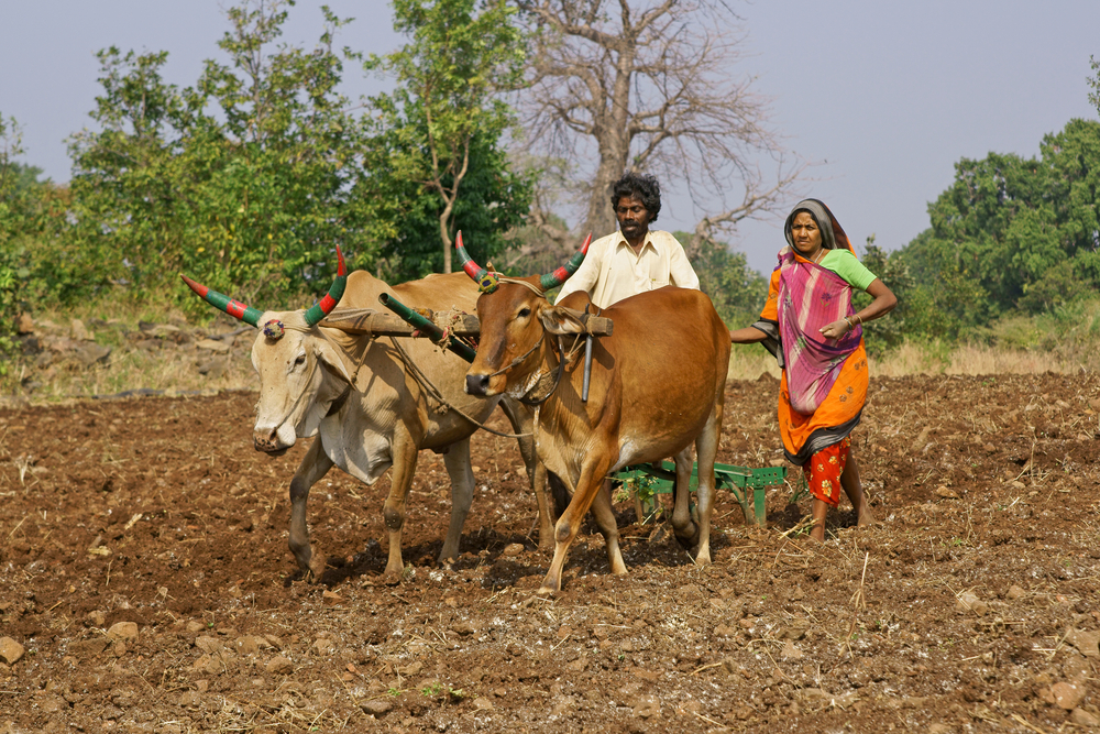 Indian couple farming