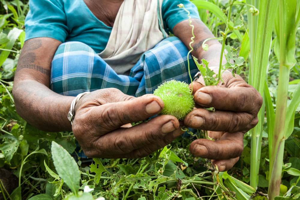 Woman collecting fruit India