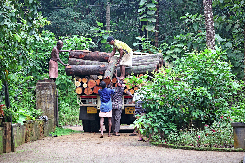 cutting trees in india